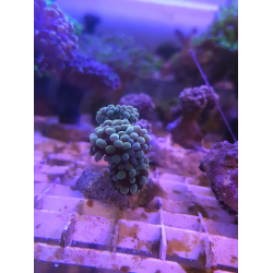 Euphyllia paraancora gold